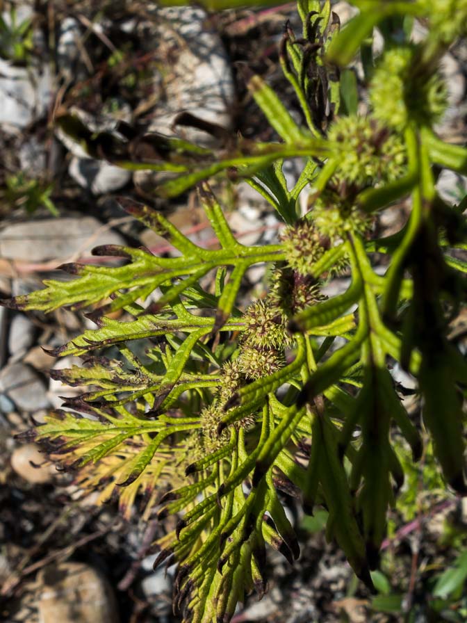 Lycopus exaltatus (Lamiaceae)